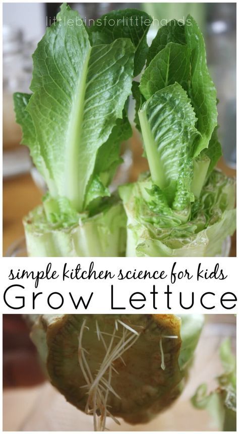 lettuce growing in a glass vase with the words simple kitchen science for kids grow lettuce