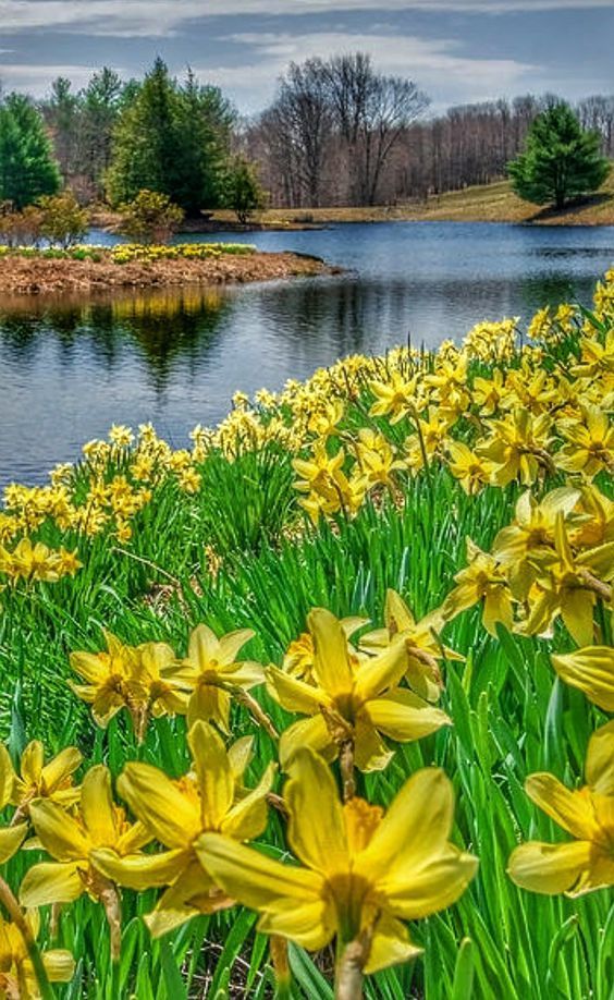 yellow daffodils are blooming in front of a pond and trees on the other side