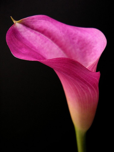 a pink flower is shown on a black background