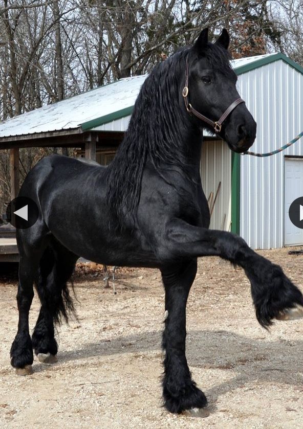 a black horse standing on its hind legs