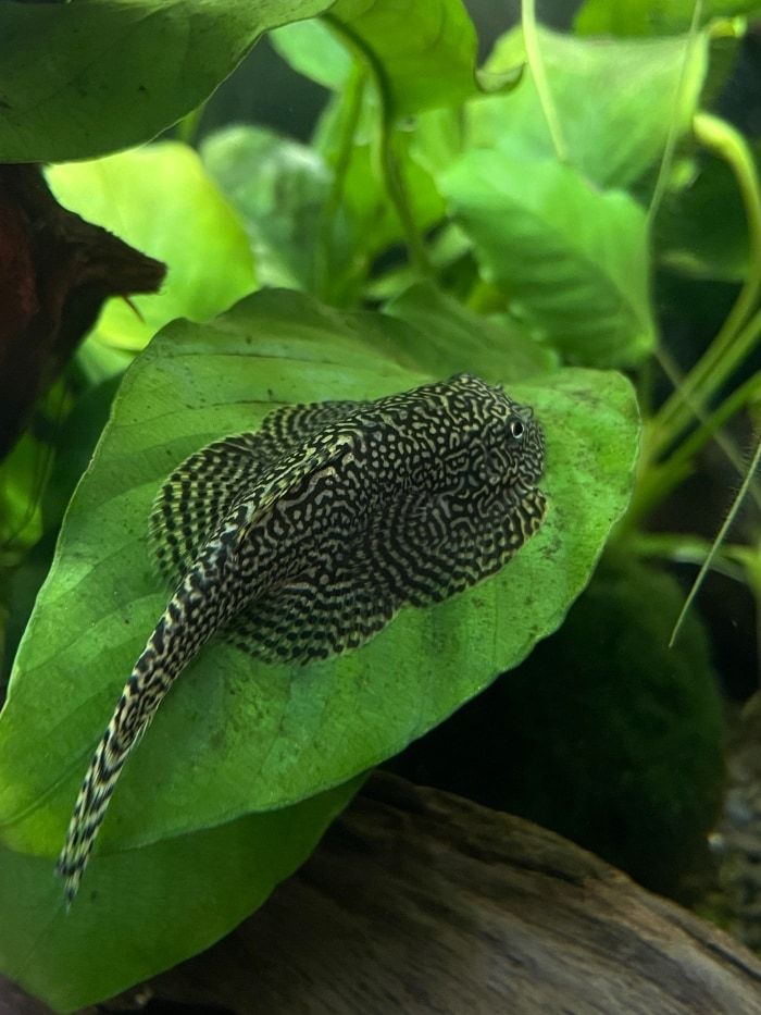 a fish that is sitting on top of a leaf