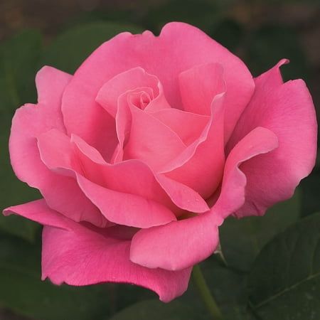 a pink rose with green leaves in the background