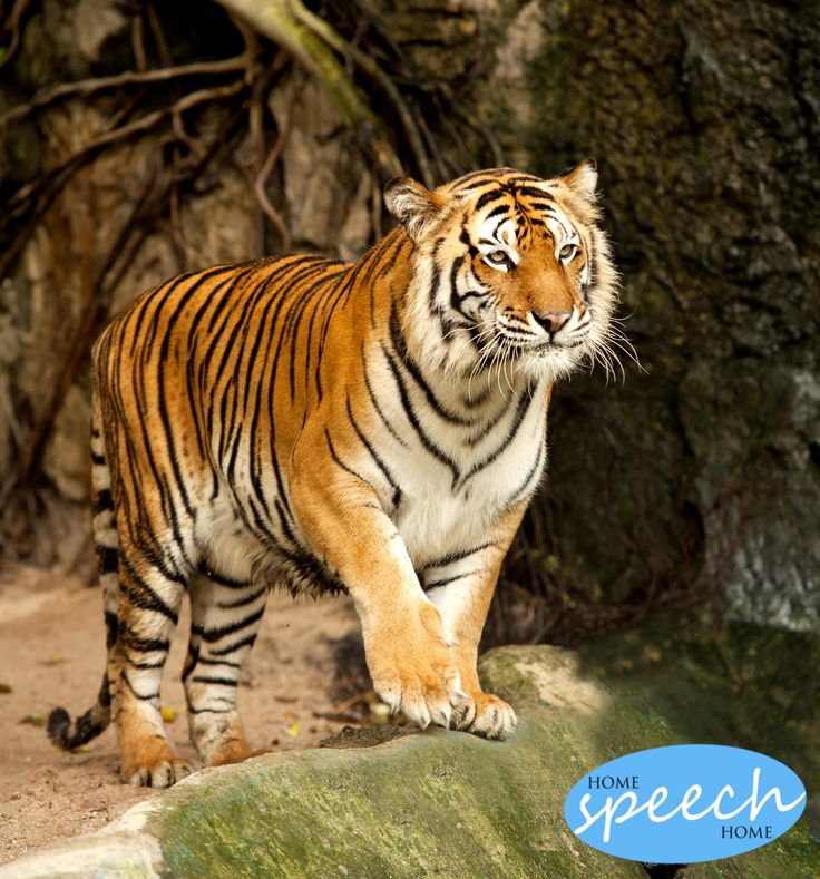 a tiger walking across a dirt field next to a rock covered forest area with trees in the background