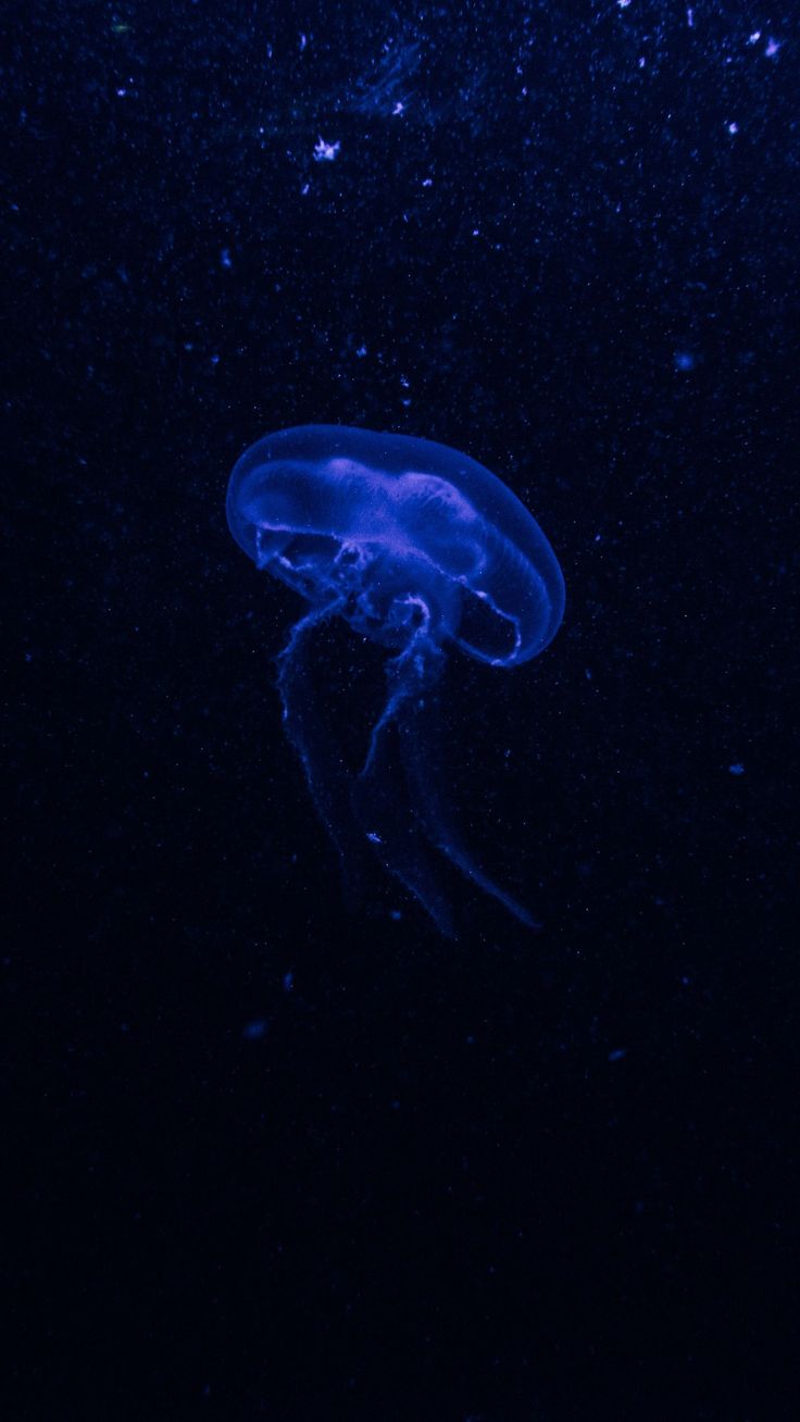 a blue jellyfish floating in the dark water