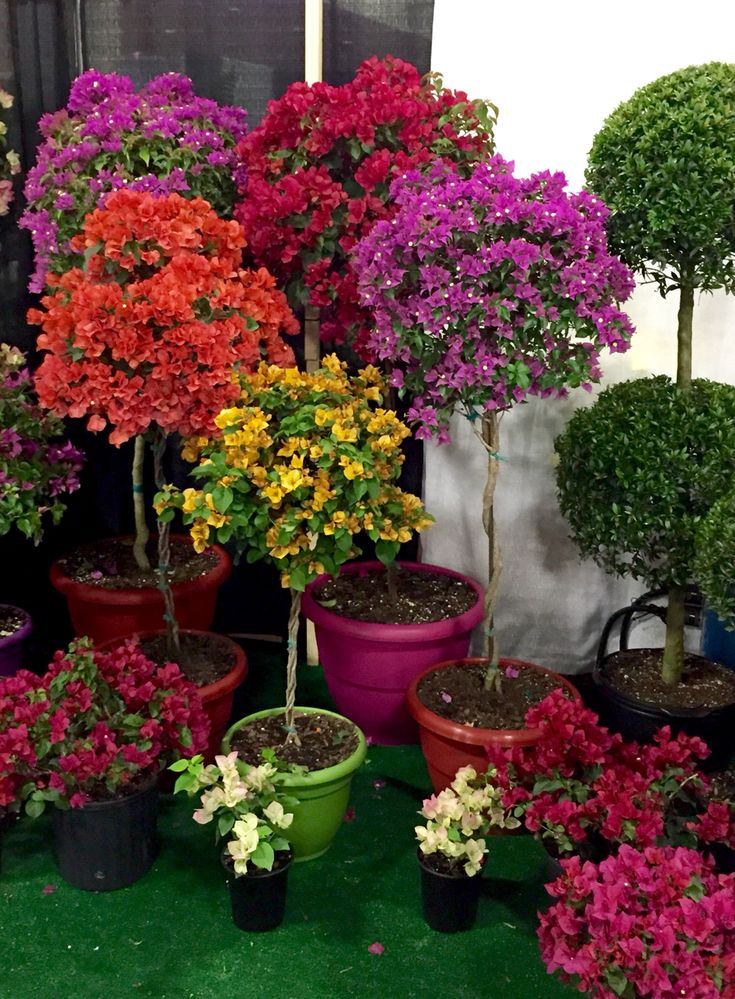 many potted plants with flowers in them