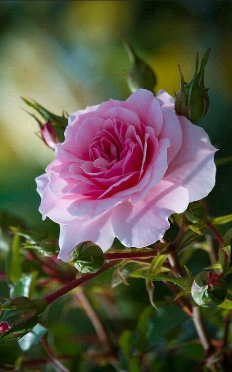 a pink rose is blooming in the garden