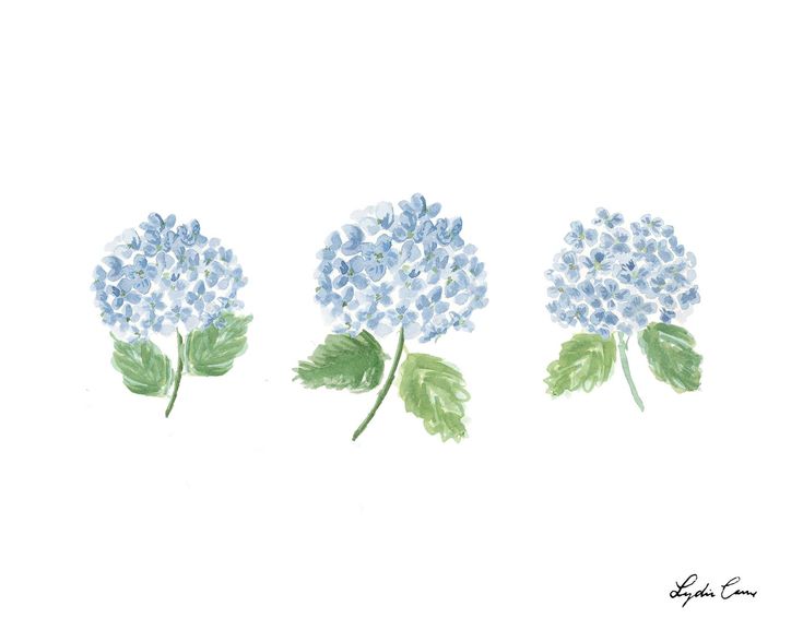 three blue flowers with green leaves are shown in this watercolor drawing by artist and photographer