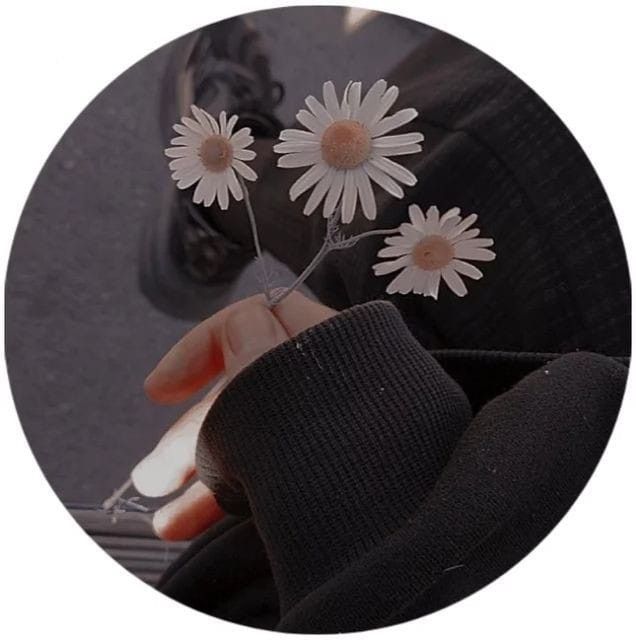 a person holding three daisies in their hand