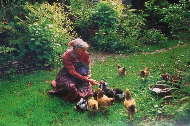 an older woman is feeding chickens in the grass with her dog and ducklings nearby