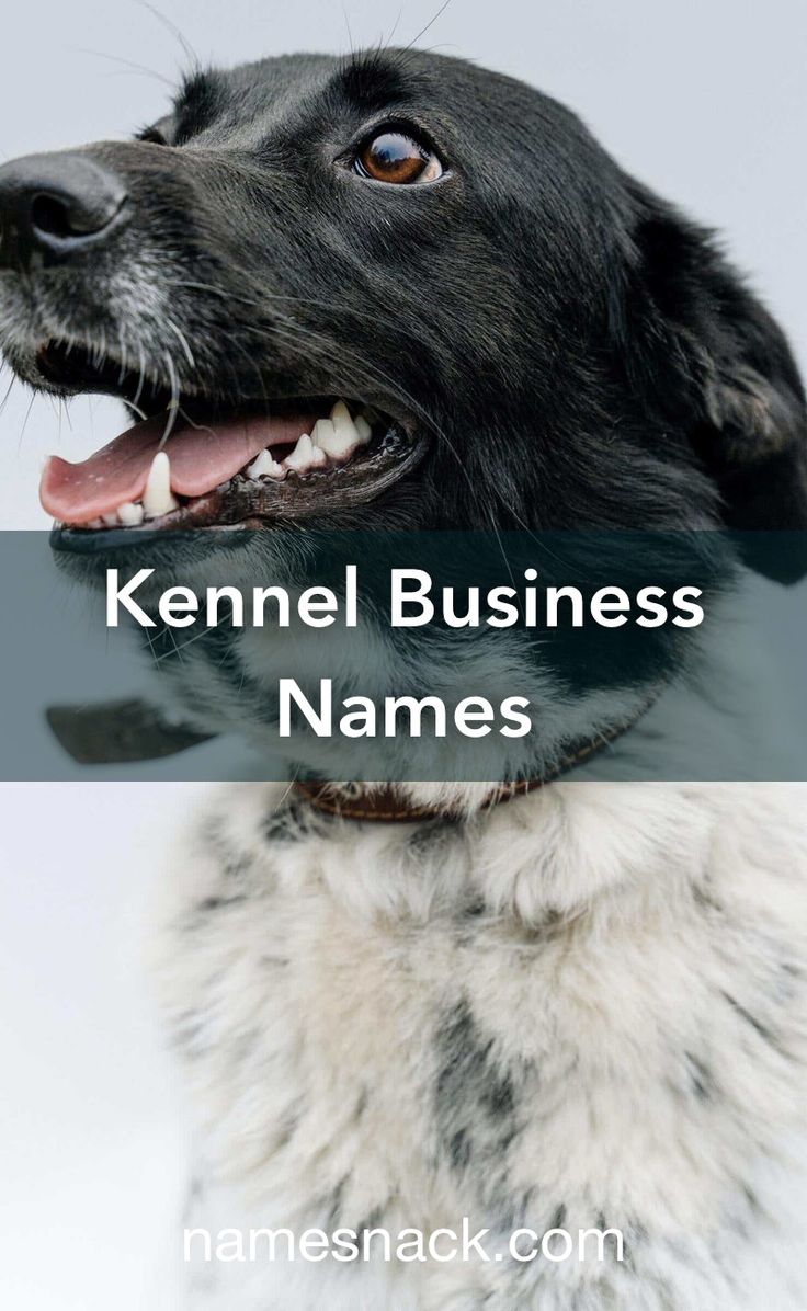 a black and white dog with the words kennel business names