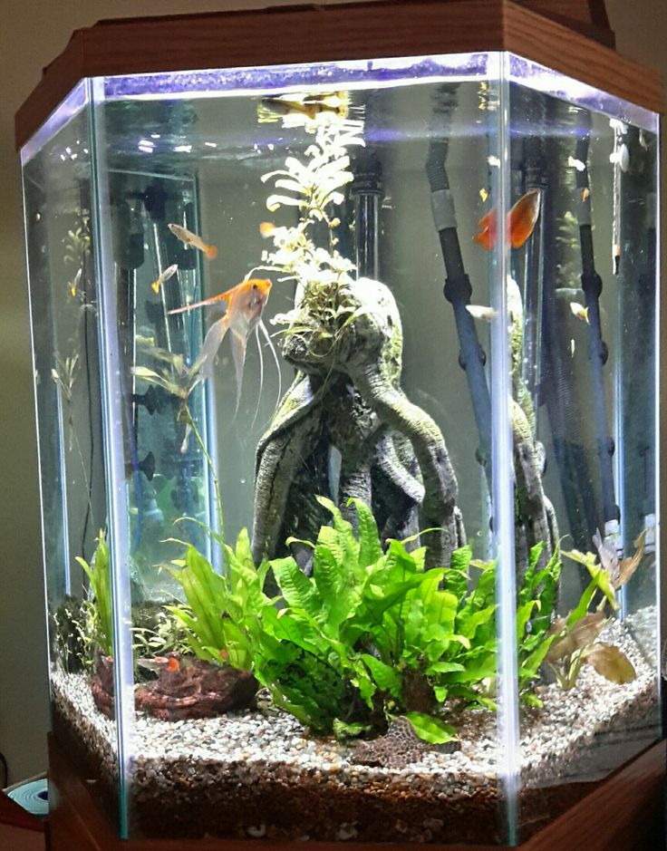 an aquarium with plants and fish in it