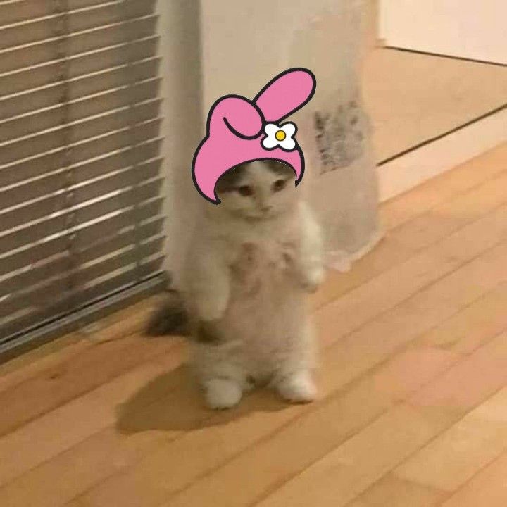 a cat standing on its hind legs wearing a pink hat