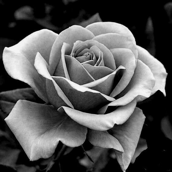 a black and white photo of a rose in the middle of it's bloom