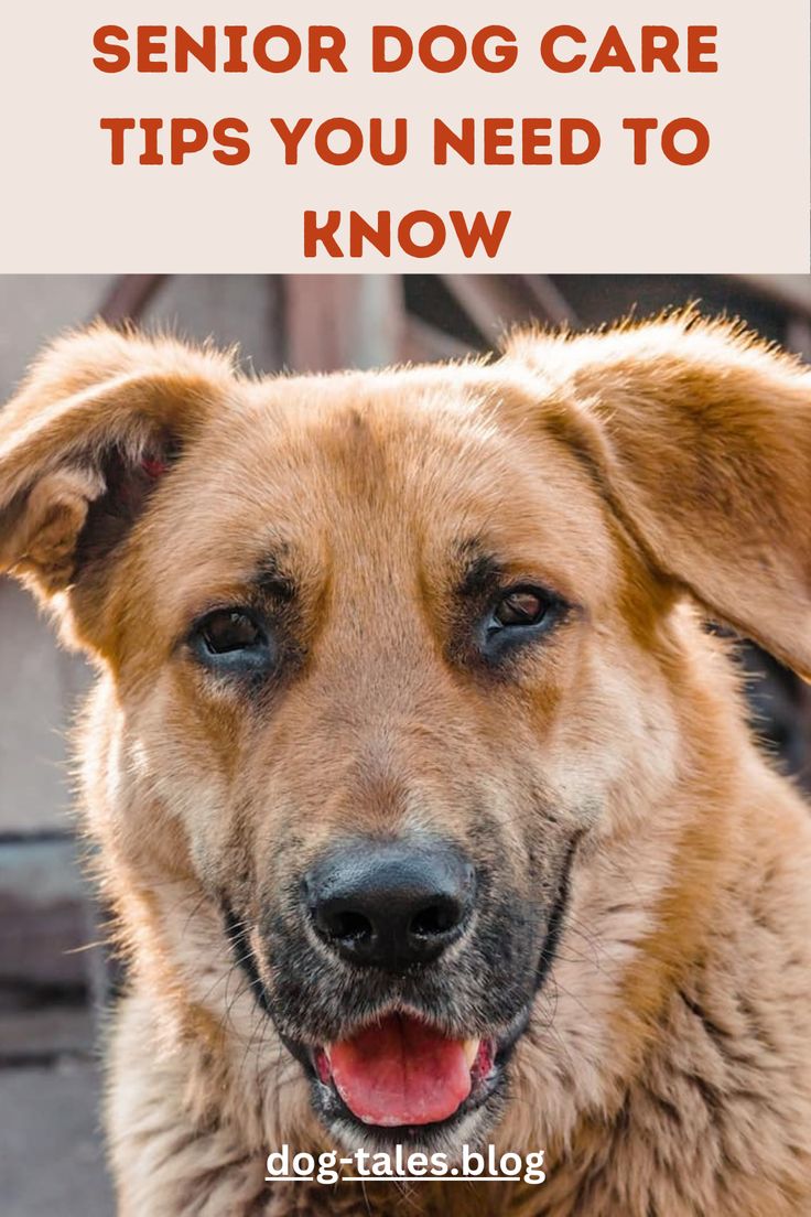 a brown dog with the words how to help your senior dog care tips you need to know