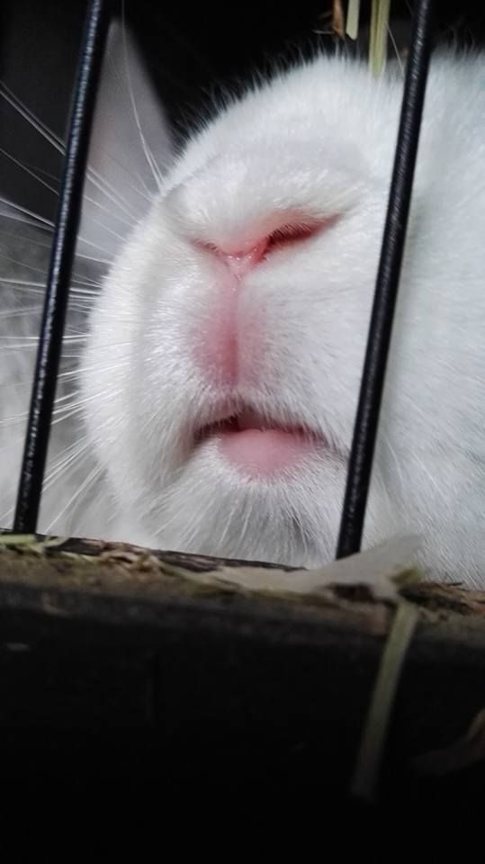 a white cat with its eyes closed in a cage