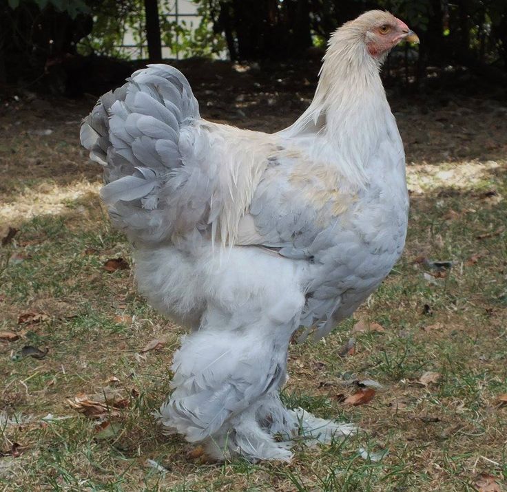 a large white chicken standing on top of a grass covered field