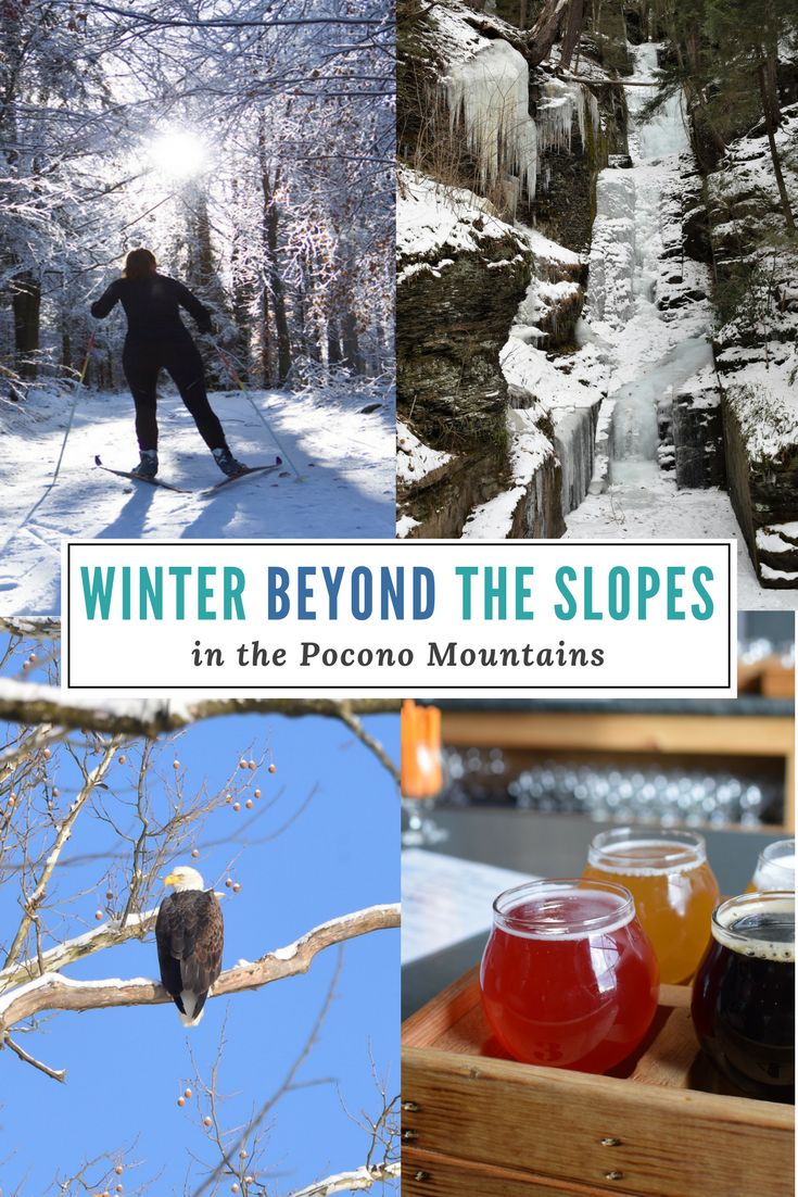 the cover of winter beyond the slopes in the pocono mountains, including a bird perched on a tree branch