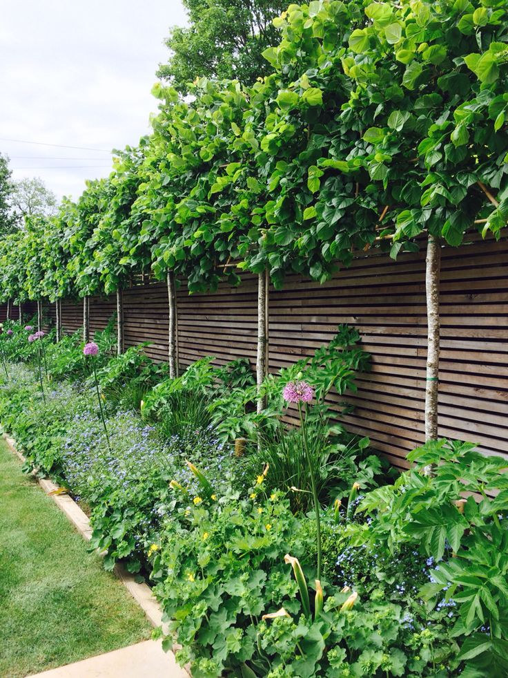 the garden is lined with many different types of plants and flowers, along with some wooden slats