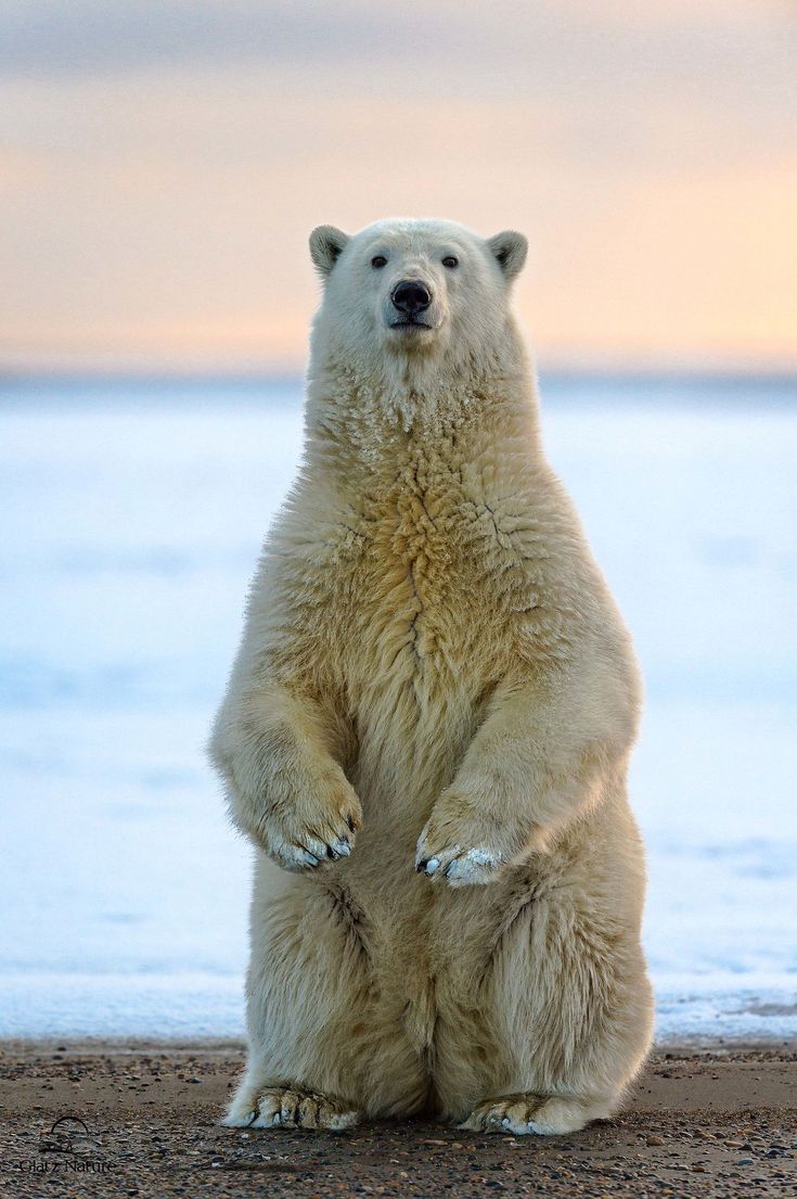 a polar bear sitting on its hind legs in front of the ocean and looking at the camera