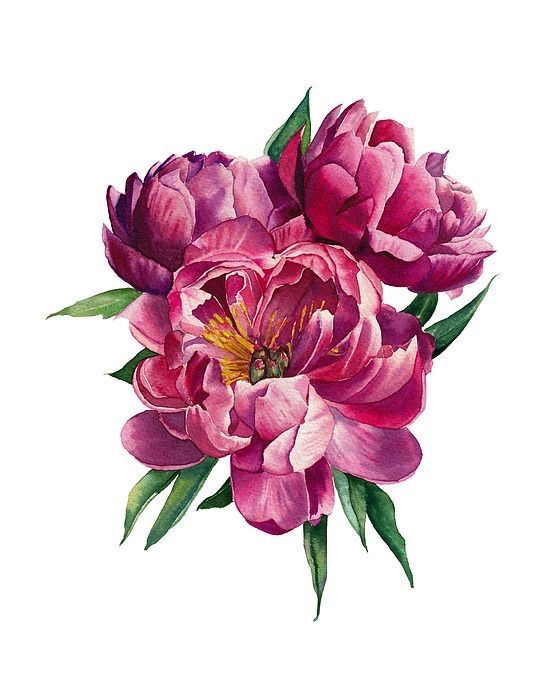 a watercolor painting of pink flowers on a white background