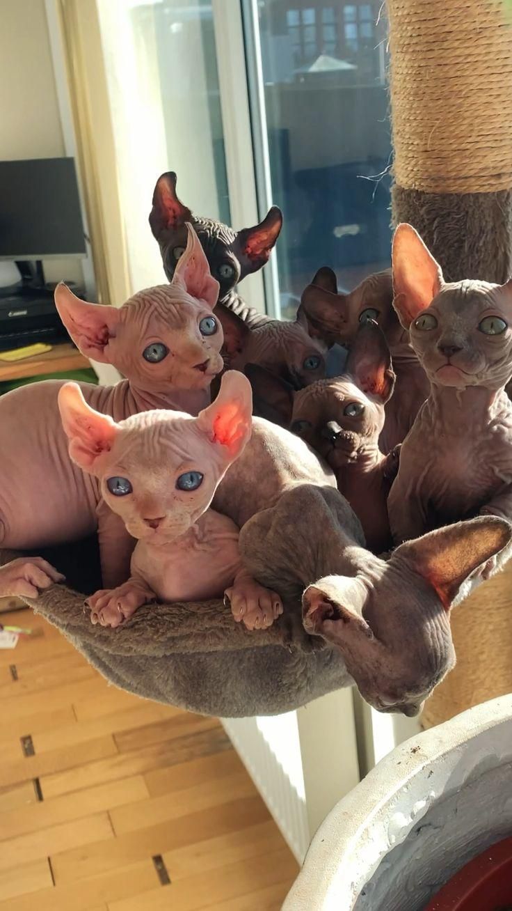 several sphydrah kittens are sitting in a hammock