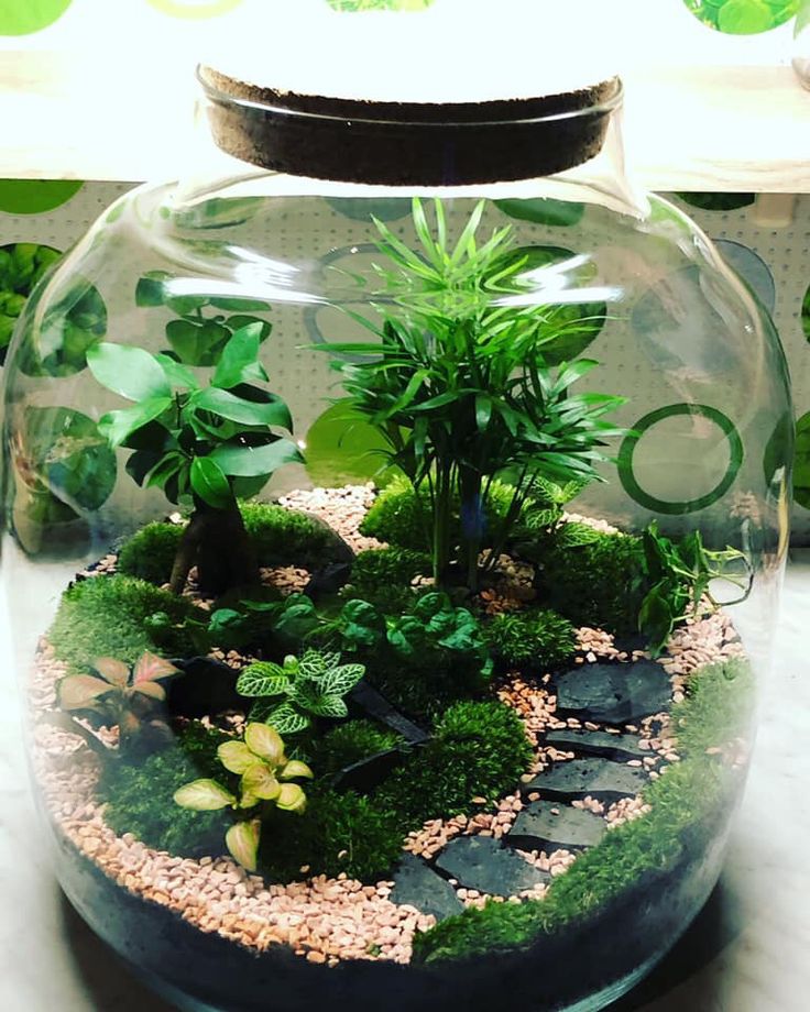 a glass bowl filled with plants and rocks