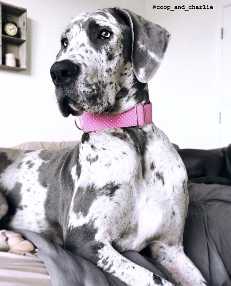 a black and white dog with a pink collar laying on top of a couch in a living room