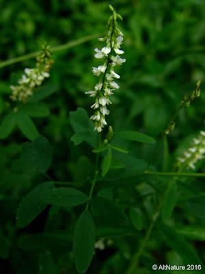 some white flowers are growing in the grass