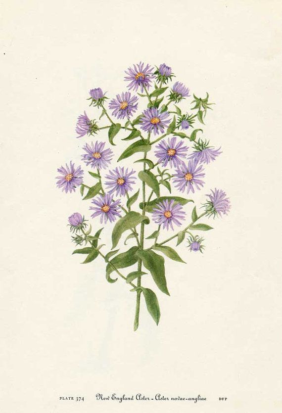 a painting of purple flowers on a white background