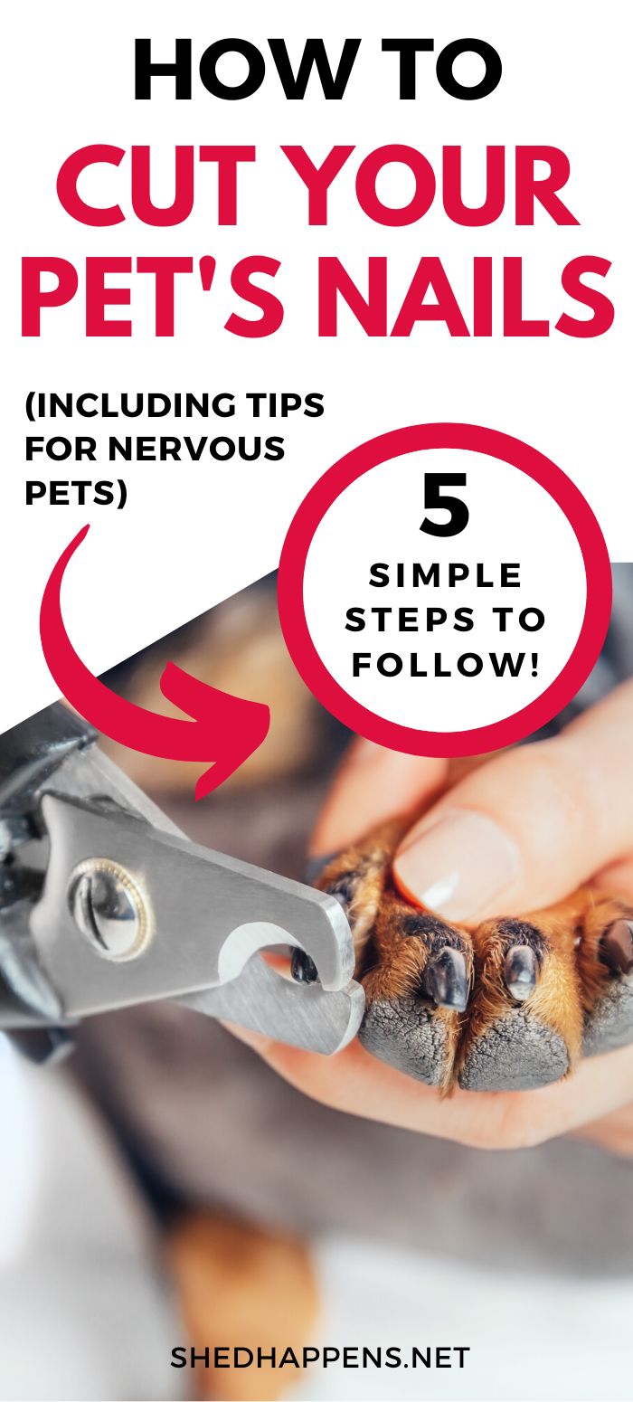 how to cut your pet's nails including tips for nervous 5 simple steps to follow