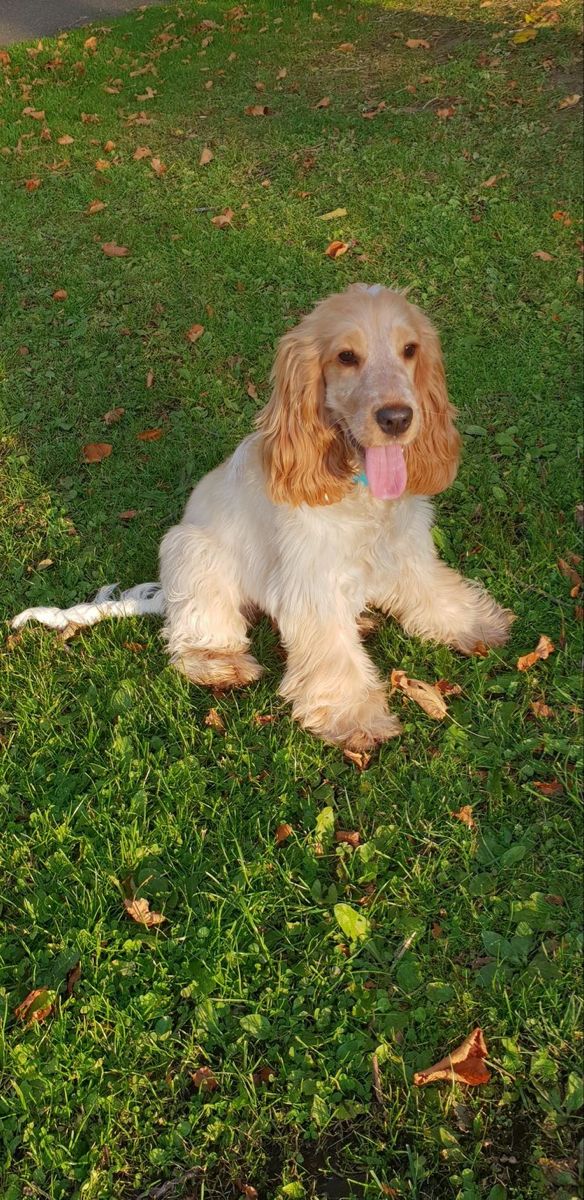 a dog laying in the grass with its tongue hanging out