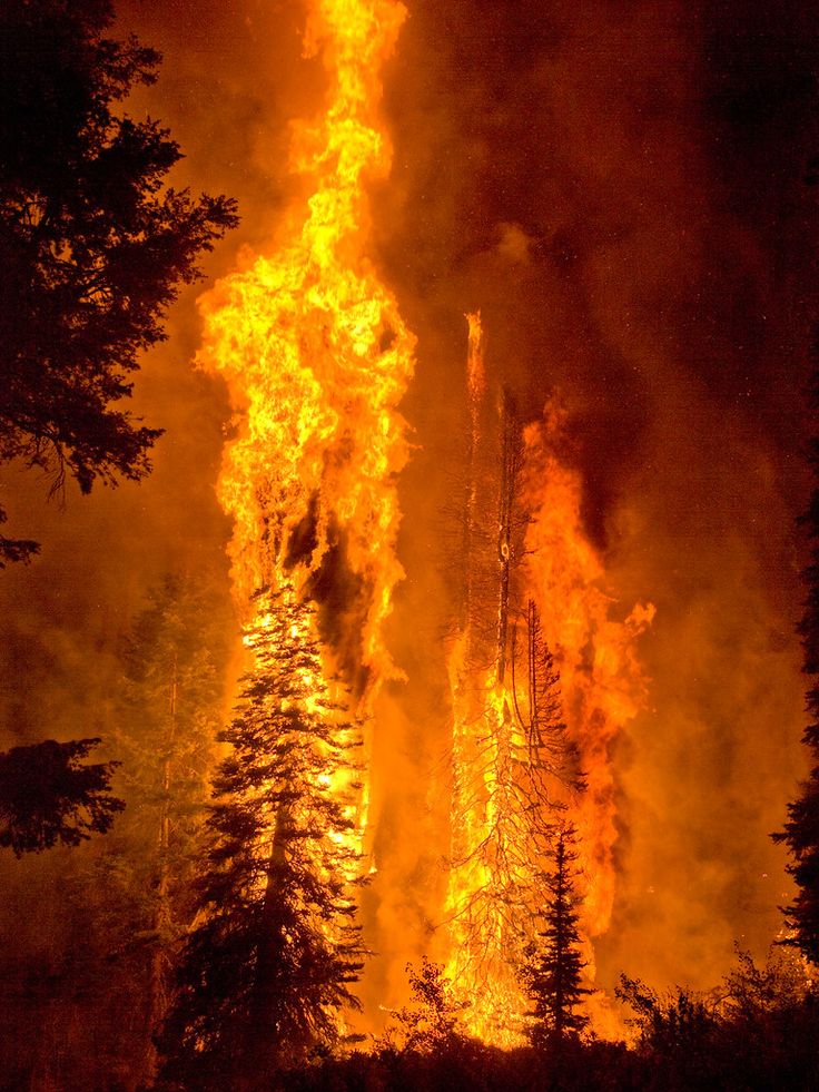 a large fire blazing in the sky over trees