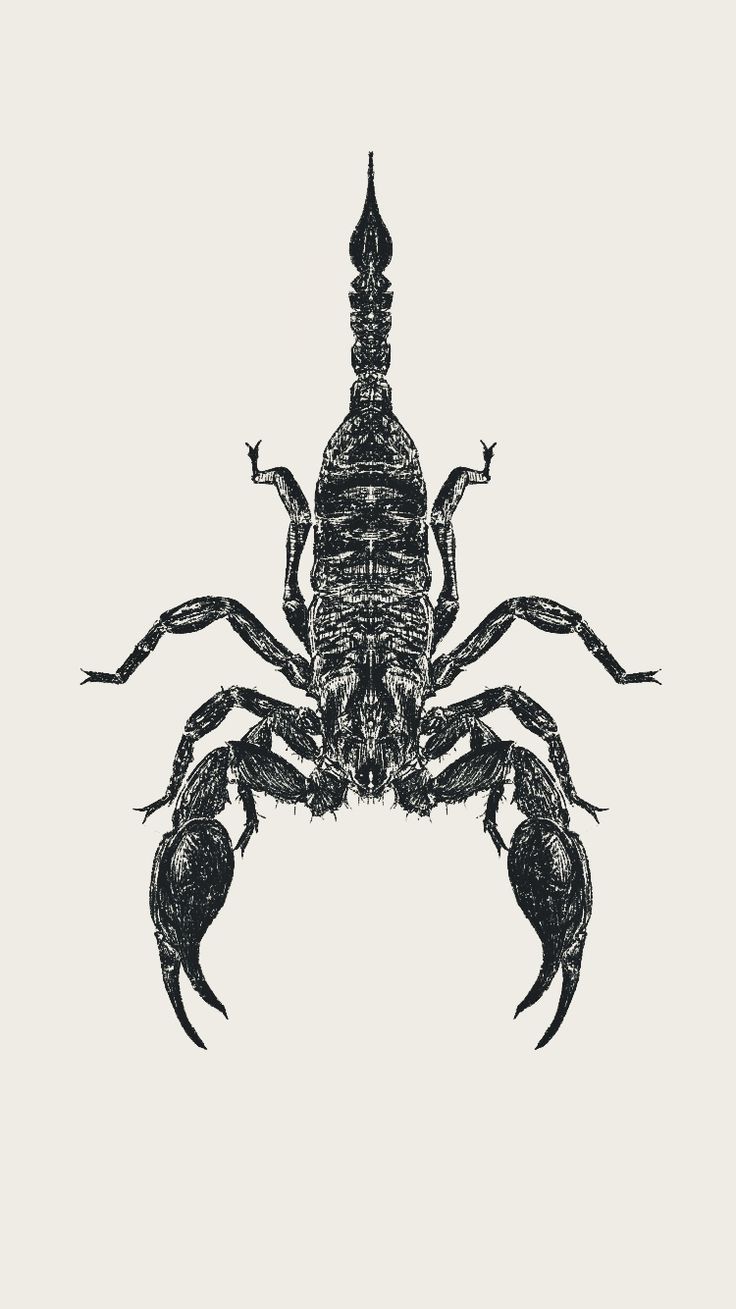 a black and white drawing of a crab on a light background with text underneath it