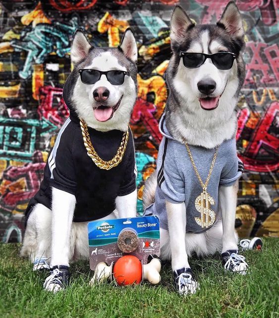 two husky dogs wearing sunglasses and t - shirts sitting next to each other on the grass