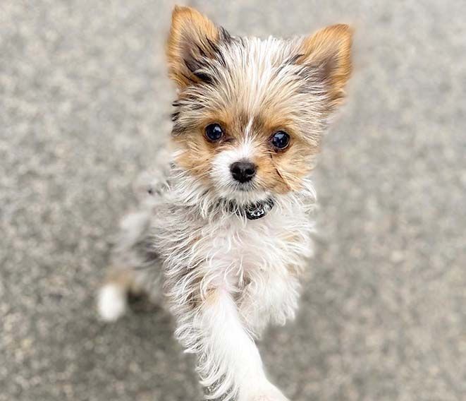 a small white and brown dog standing on its hind legs