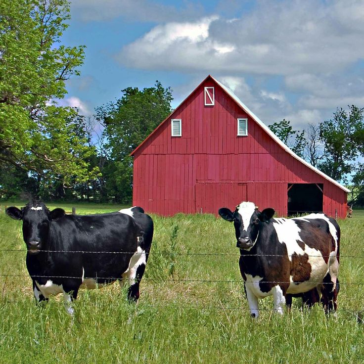 two black and white cows standing in front of a red barn