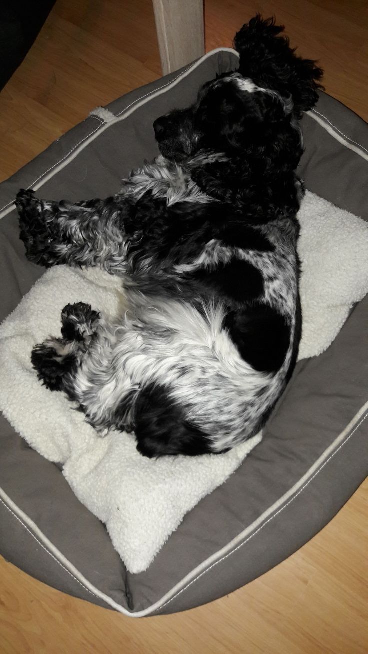 two black and white dogs sleeping on a dog bed