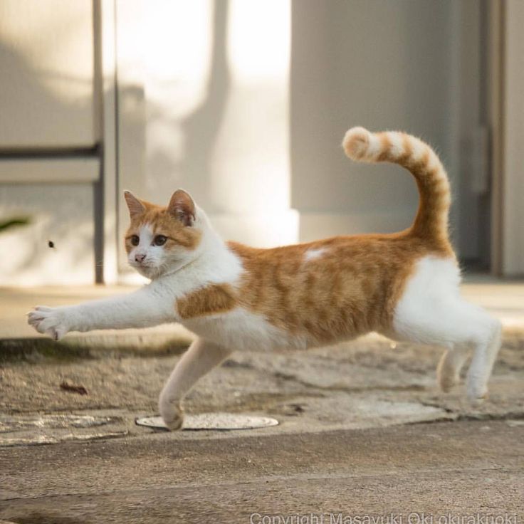 an orange and white cat standing on its hind legs