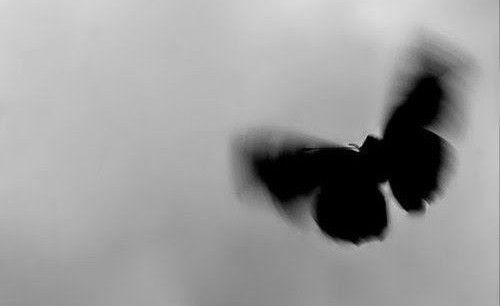 a black and white photo of a butterfly flying in the sky