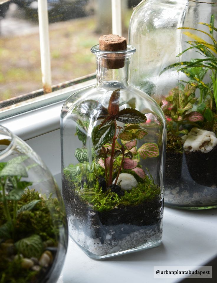 three glass bottles filled with plants on top of a window sill