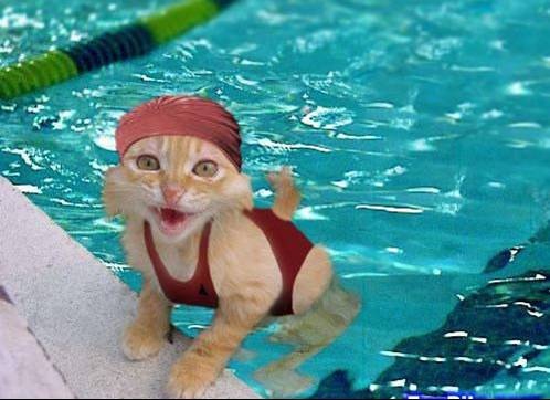 an orange cat wearing a red swim suit in the water