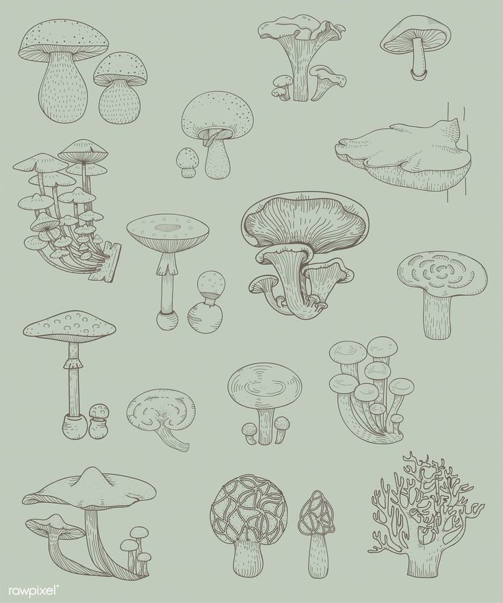 various types of mushrooms are shown in this hand drawn drawing technique, which is easy to draw and can be used with any type of project