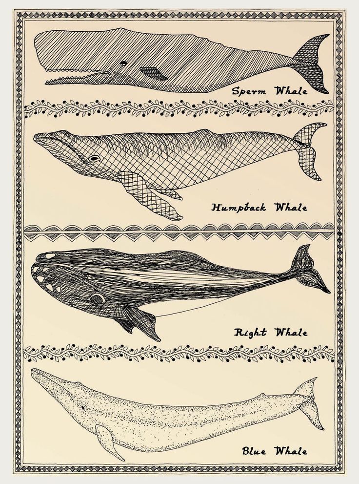 an image of different types of whales