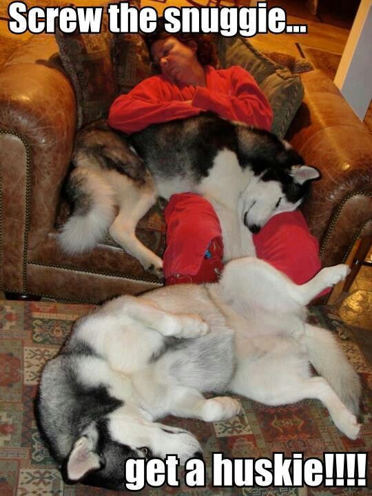 two dogs laying on top of each other near a person sitting in a chair with the caption screw the snuggle get a hunkie