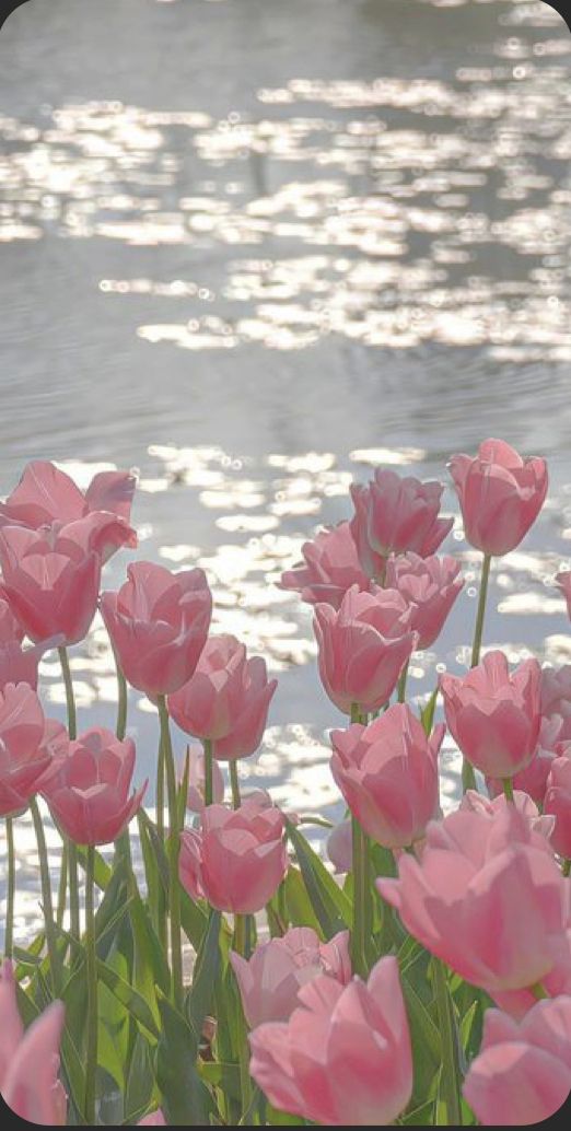 pink tulips are blooming in front of the water's edge, with sunlight reflecting on the water