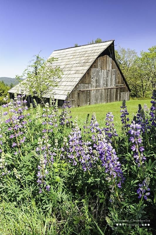 an old wooden barn surrounded by wildflowers