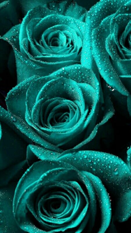 green roses with water droplets on them are close up in the dark blue color scheme