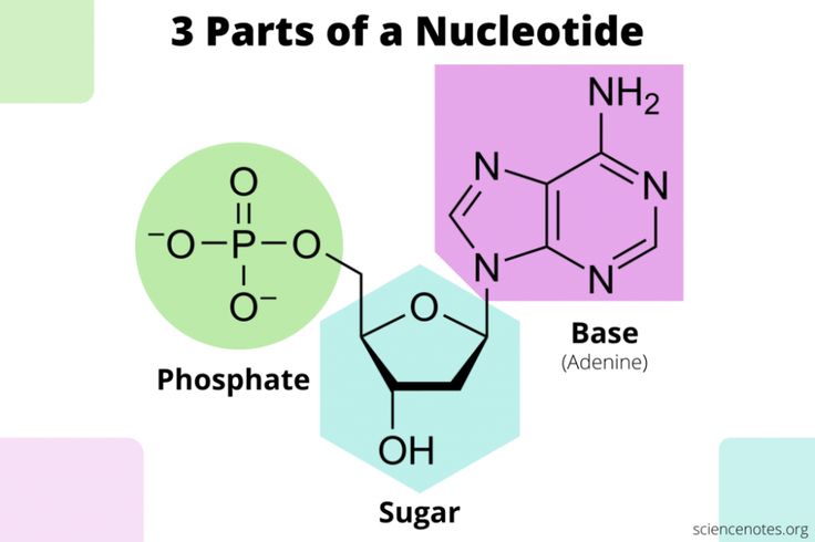 three different types of nucleotide and the same type of substance in each one