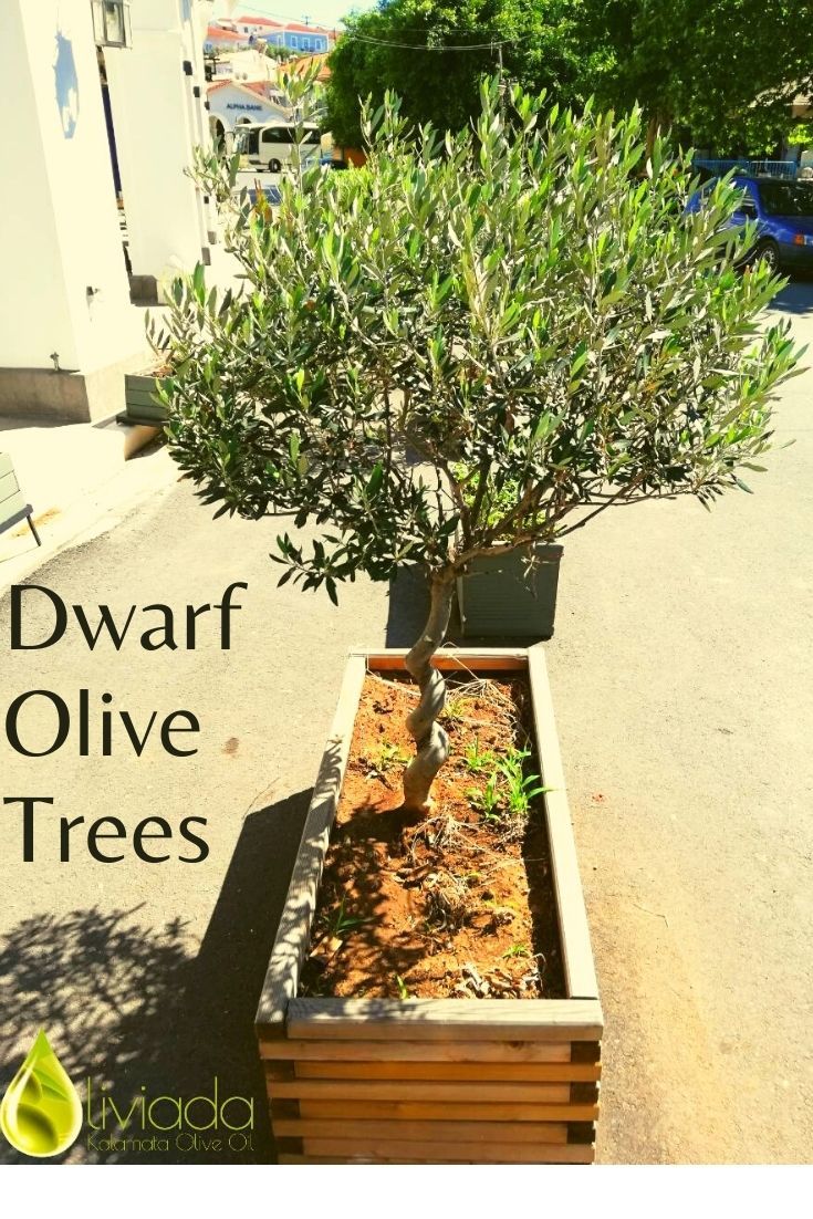 Olive Trees In Pots, Olive Tree Care, Mid Century Modern Front Door, Trees In Pots, Potted Olive Tree, Patio Gardens, Permaculture Gardening, Tree Images, Potted Trees