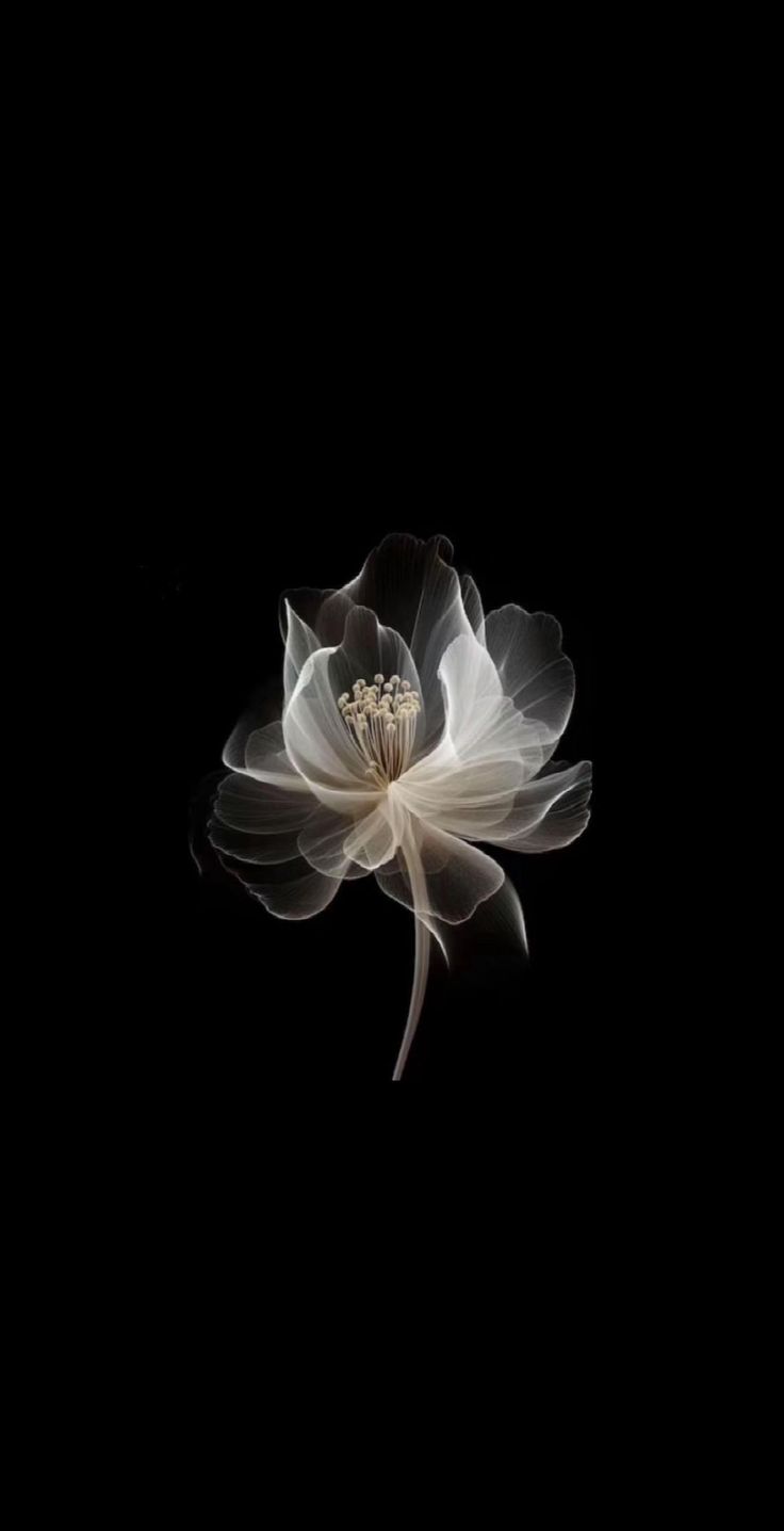 a white flower on a black background